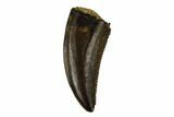 Fossil Raptor (Dromaeosaur) Tooth - Judith River Formation #183589-1